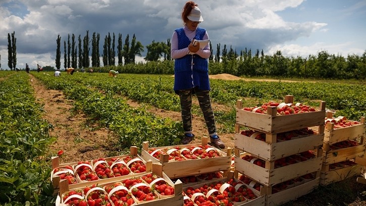 Фермерам разрешат  торговать сельхозпродукцией на своей земле