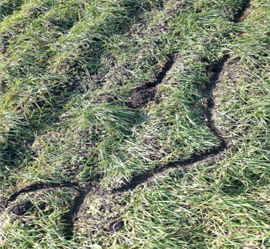 Мышевидные грызуны