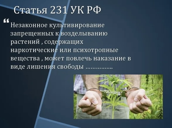 Полиция предупреждает об ответственности за культивирование растений, содержащих наркотические средства или психотропные вещества либо их прекурсоры