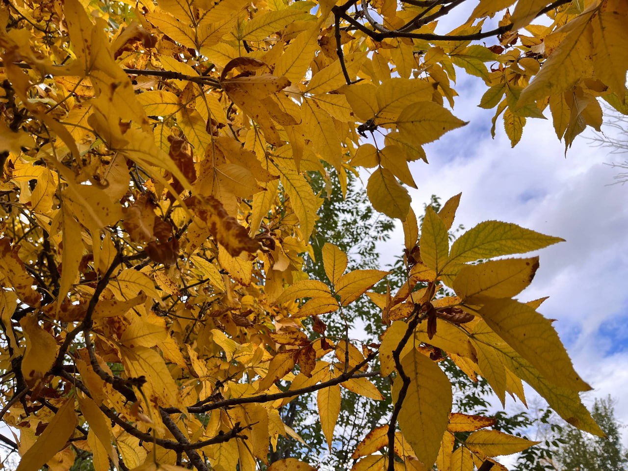 ⚠️ Сильный дождь 