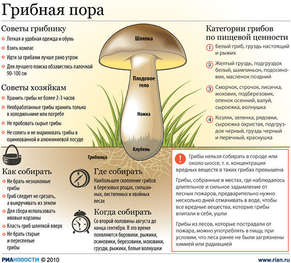 Грибной сезон
