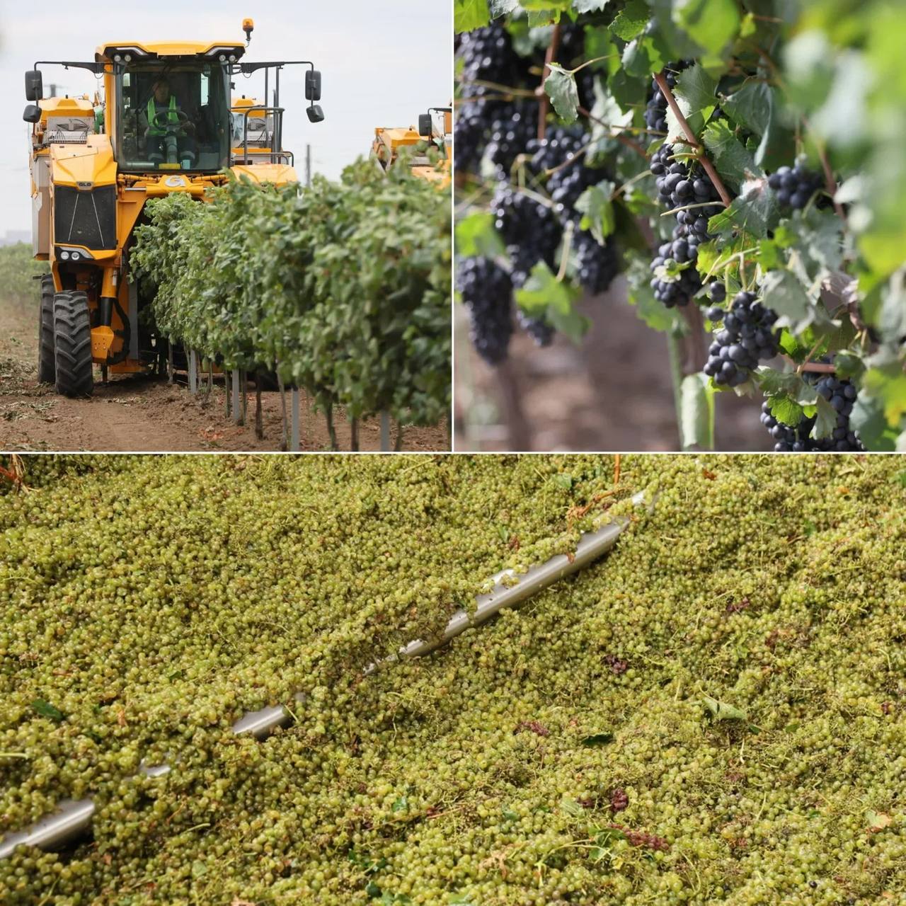 Вениамин Кондратьев: В крае завершили сбор винограда. В этом году аграрии собрали 305 тысяч тонн ягоды, это рекордный урожай за всю историю Кубани.