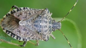 Опасный вредитель – коричнево-мраморный клоп