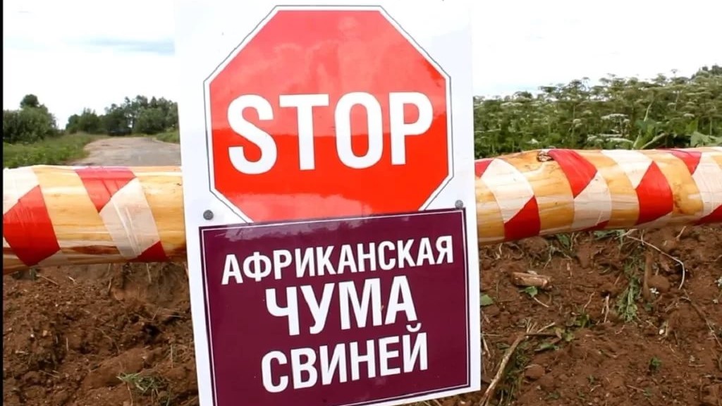 Африканская чума свиней!
