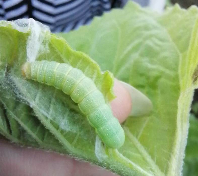 Листогрызущие совки