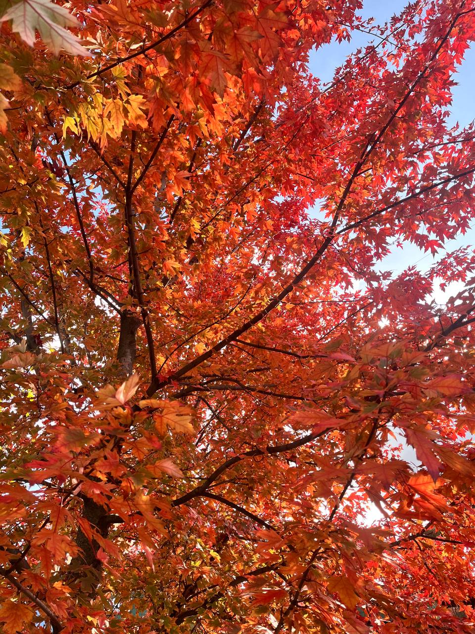 ⚠️ Сильный дождь 