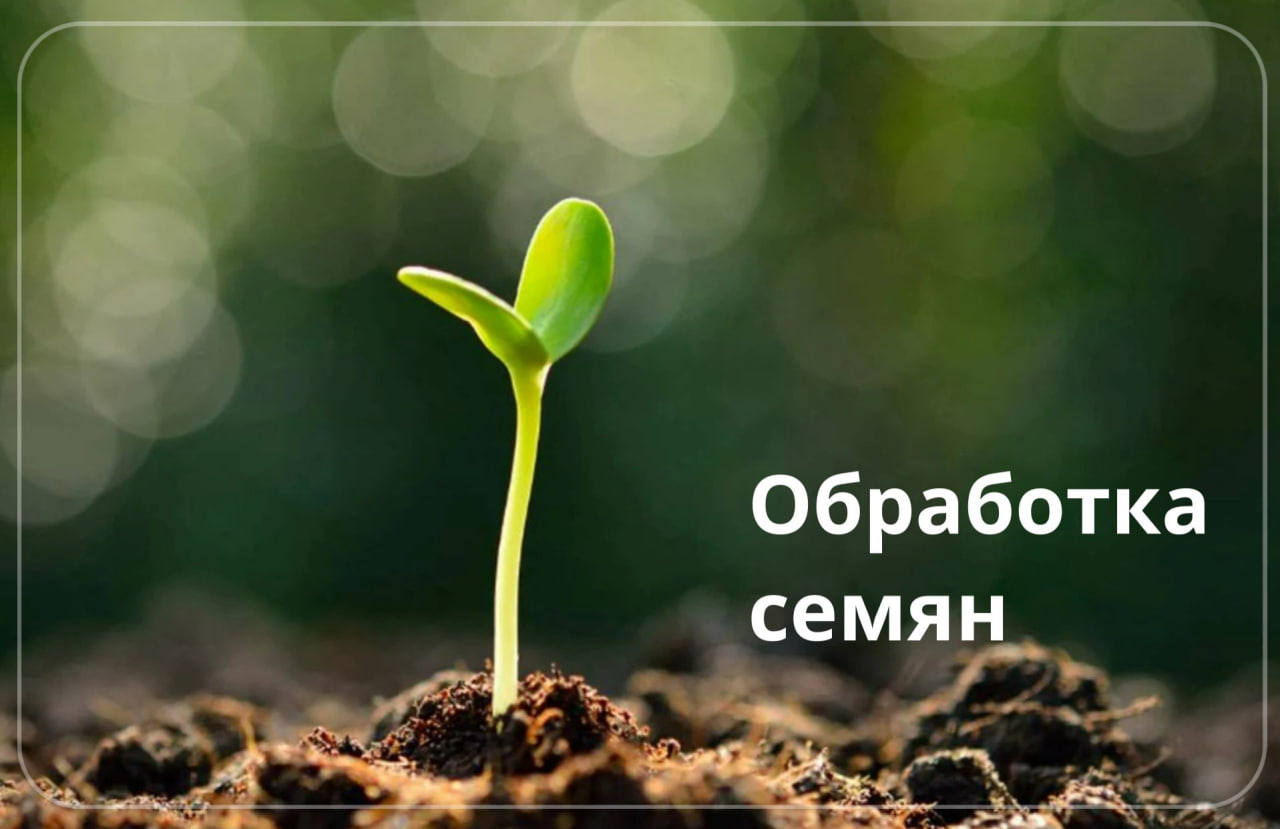 🌱 Обработка семян