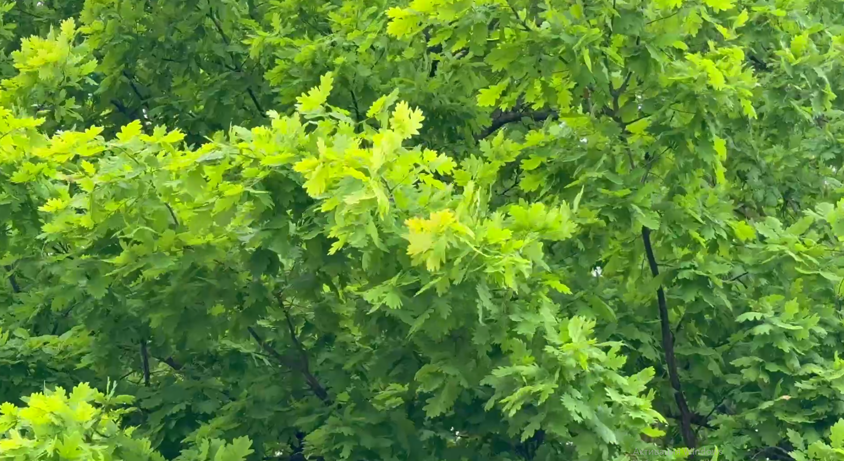 ⚠️ Сильный ветер 