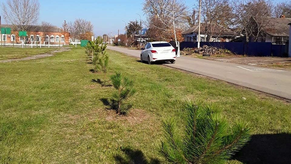 Акция по высадке сосен в селе Мерчанском