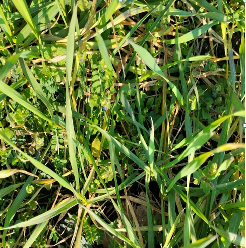 Обследования озимых колосовых.