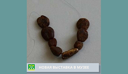 В Крымском краеведческом музее выставили экспонаты, найденные в Южном сельском поселении