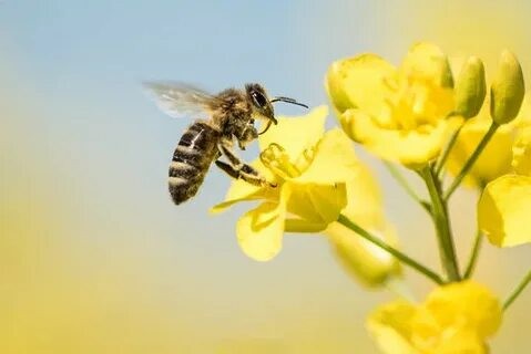 Обеспечение безопасности пасек при применении пестицидов