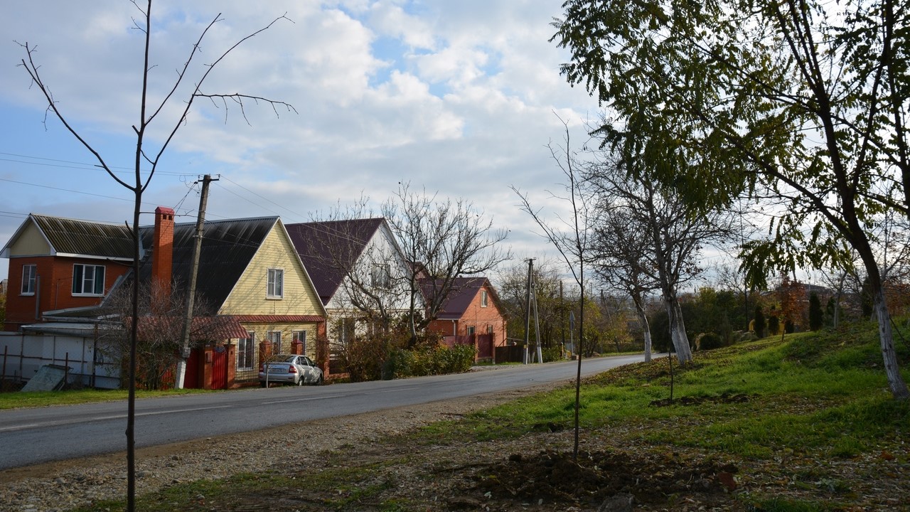 Всего в этом году в Крымском районе высажено 615 лип, 200 сосен и 35 хвойных кустарников
