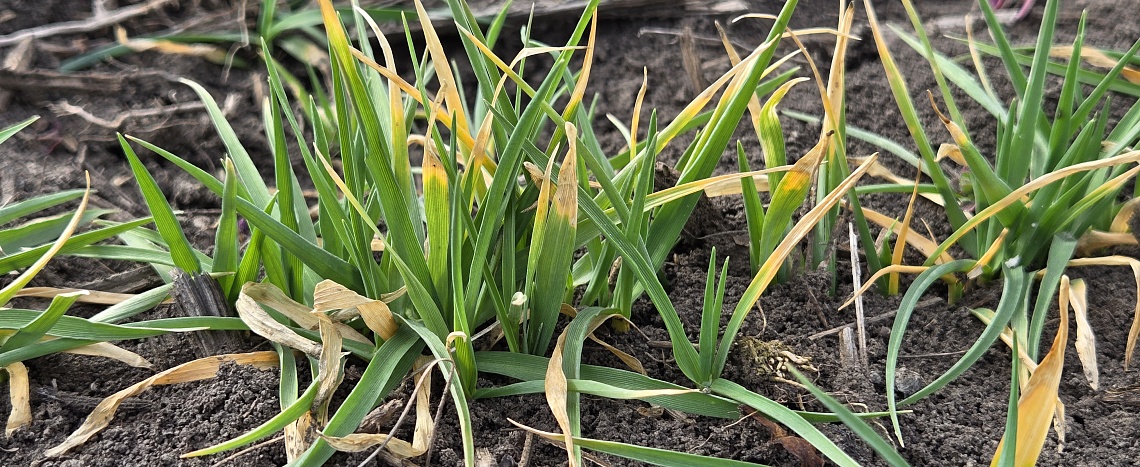 «Холодный» стресс озимых - восстановление и повышение иммунизации посевов